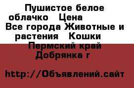 Пушистое белое облачко › Цена ­ 25 000 - Все города Животные и растения » Кошки   . Пермский край,Добрянка г.